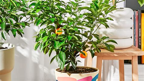 This Citrus Tree Is An Apartment Game Changer | Bon Appétit