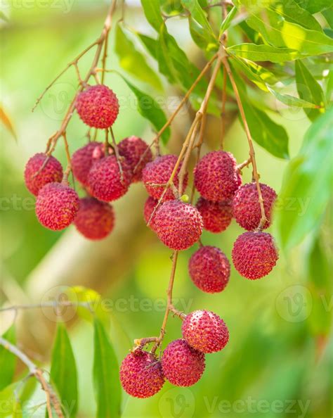 Lychees On The Treeclose Up Of Lychee Fruitfresh Lychee Fruits