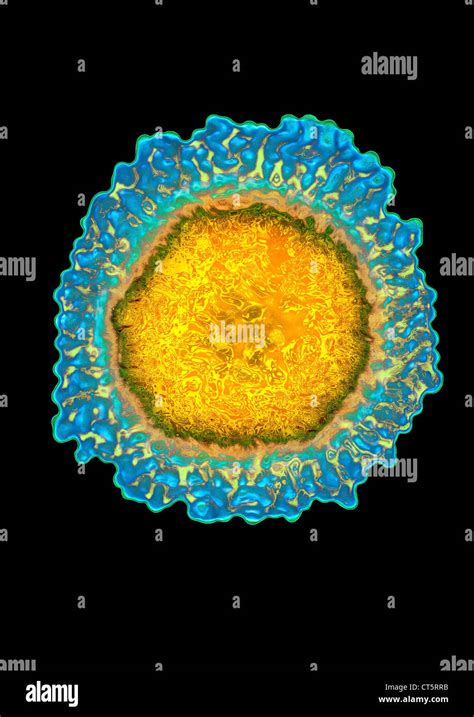 INFLUENZA VIRUS TEM Stock Photo Alamy