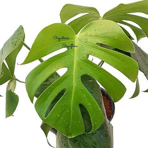 Muda Costela De Ad O Monstera Deliciosa Planta Natural Orquiflora