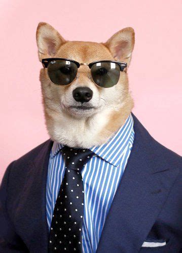 Doge In Suit Summer Funny Dogs Cute Dogs Funny Animals Cute Animals