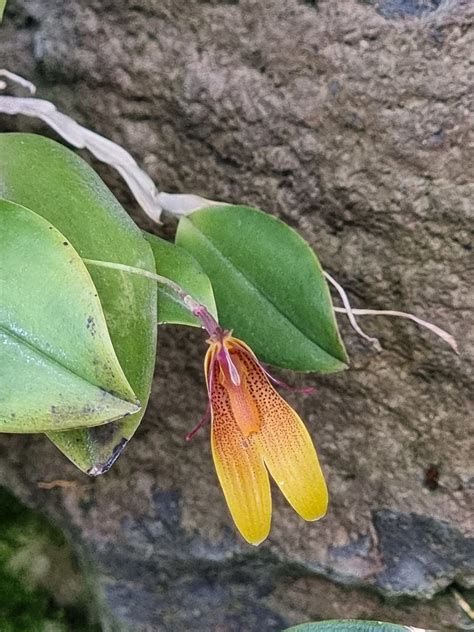 Restrepia Aspasicensis Jardin Botanique De Quito Flickr