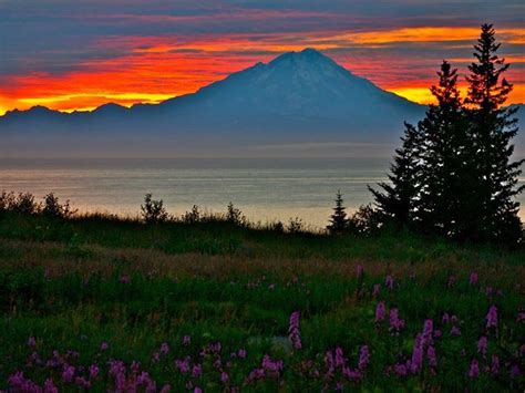 Kenai, Alaska. | Alaska, Kenai, Alaskan wildlife