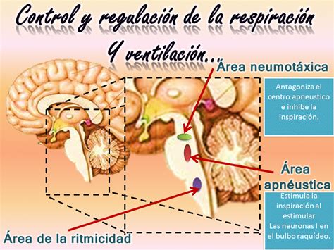 Fisiología Humana Control Y Regulación De La Respiración