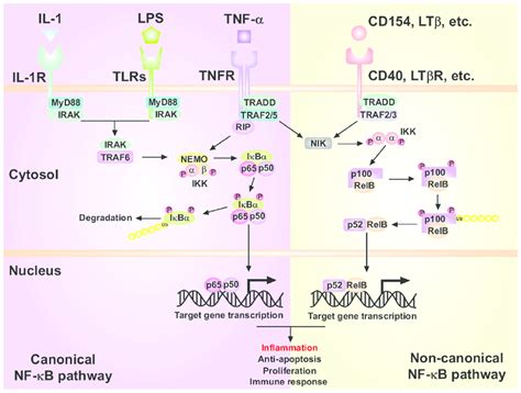 The Activation Of Canonical And Non Canonical Nf κb Signaling Pathways