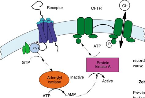 G S Signaling Pathway Utilized In Bioassay The Cyclic Dependent