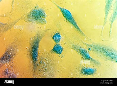 HeLa Cells Differential Interference Contrast DIC Light Micrograph