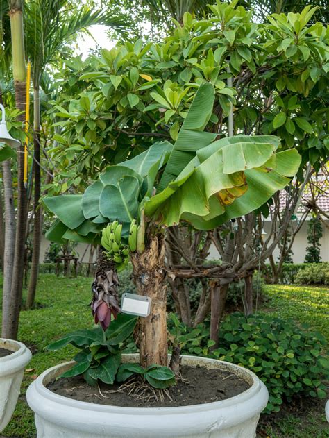 A Guide To Dwarf Cavendish Banana Trees