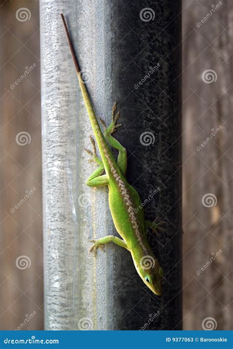 Green Lizard Stock Image Image Of Small Outside Anole 9377063