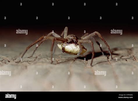 Wolf Spider Lycosidae With Egg Sack Gulf Province Papua New Guinea