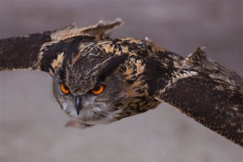 Birds of prey and what they can tell us about the chemical pollution ...