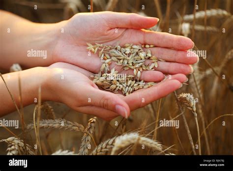 Female Hands With Wheat Grains Stock Photo Alamy