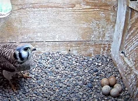 American Kestrel Nest Characteristics Location Use Avian Report