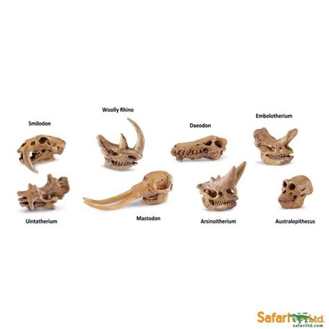 8pcs/set simulation animal model toy prehistoric mammal skull child ...