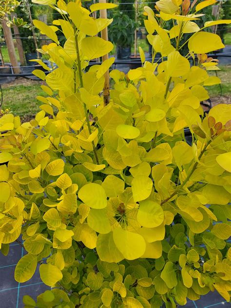 Golden Spirit Smoke Bush Wykeham Mature Plants