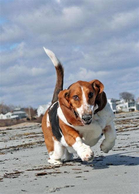 Basset Hounds Running Basset Hound Basset Hound Puppy Bassett Hound