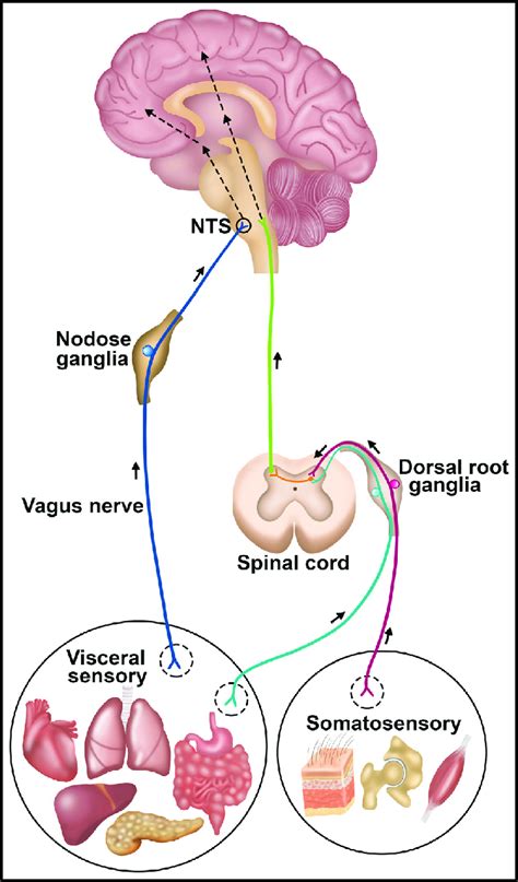 Anatomy Of Sensory Neurons With A Role In Neuro Immune Interaction