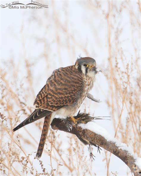 Female American Kestrel And Her Prey On A Low Light Day Mia Mcpherson