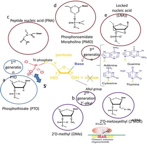 Antisense Oligonucleotides Aso