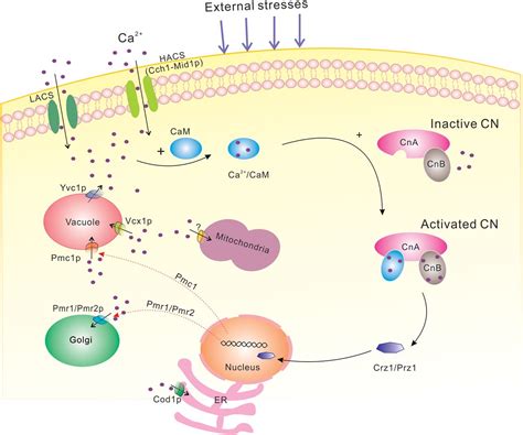 Components Of The Calcium Calcineurin Signaling Pathway In Fungal Cells