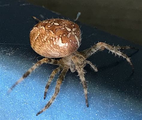 Female Orb Weaving Spider Pest Control Canada