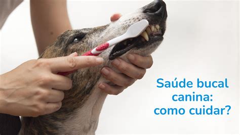 Blog Saúde Bucal Canina