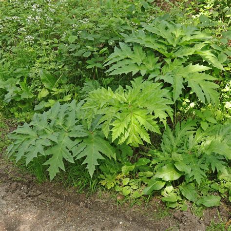 Heracleum Mantegazzianum Riesen B Renklau