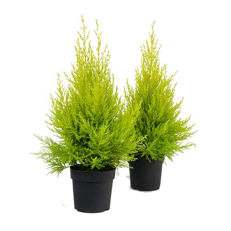 Cyprys Gold Crest Wilma Sto Ek Cupressus Don Cm Kupuj W Obi