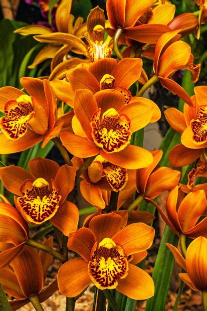 What Is A Cymbidium Orchid: Information About Cymbidium Orchid Care ...