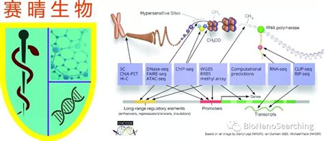 Cas9：crispr基因编辑技术动物模型的应用策略 搜狐大视野 搜狐新闻