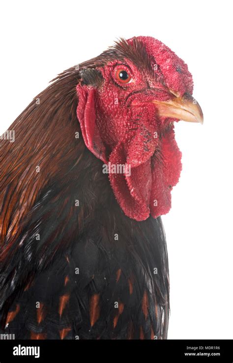 Wyandotte Chicken In Front Of White Background Stock Photo Alamy