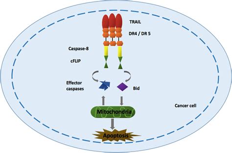 Mechanism Of Apoptotic Induction Of Cancer Cells By TNF Related