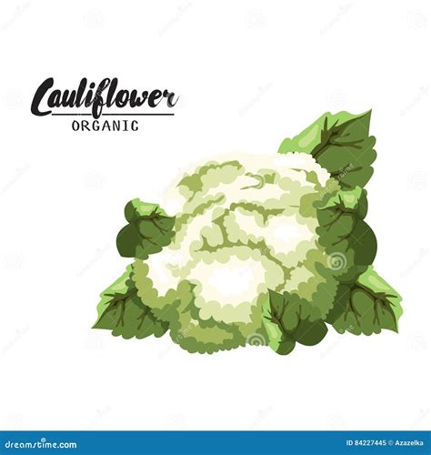 Cauliflower Nutrient Of Facts And Health Benefits Info Graphic Vector