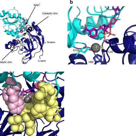 Relative specific activity of aliphatic ketone reduction and racemic ...