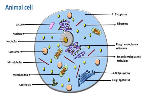 Struttura Anatomica Delle Cellule Animali Con Tutte Le Parti