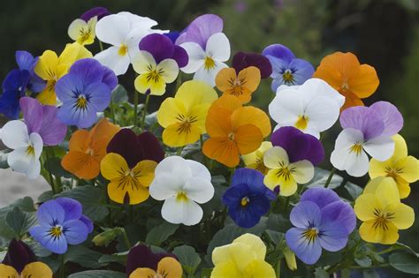 Viola Cornuta Floral Power Formula Mixture Muller Seeds