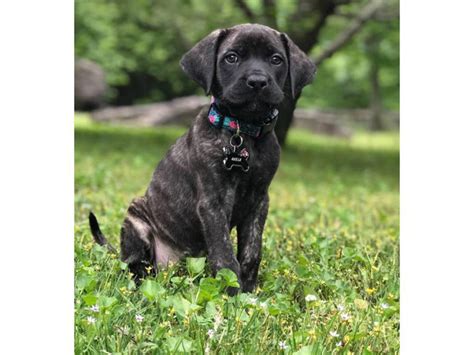 Mastiff Saint Bernard mixed pup for sale Asheville - Puppies for Sale ...