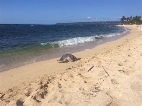 Hawaii Sea Turtle Management 101 – Living Blue