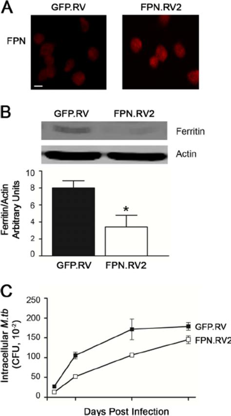 Ferroportin Overexpression Limits Early Intracellular M Tuberculosis