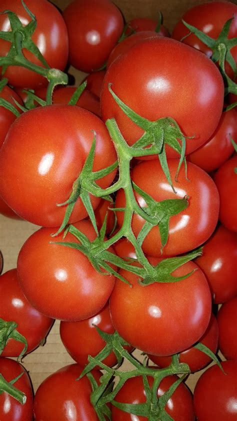 Tomate Grappe Au Potager De B Cheret