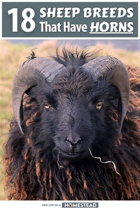 Sheep Breeds That Have Horns New Life On A Homestead