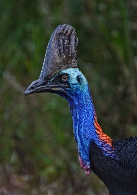 Casuarius Casuarius Southern Cassowary In Australia Alexandre Roux Flickr