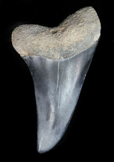 1.98" Fossil Mako (Isurus) Tooth - Bone Valley, Florida (#48699) For ...