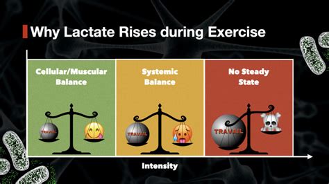 High Lactate Levels During Exercise What Causes Them