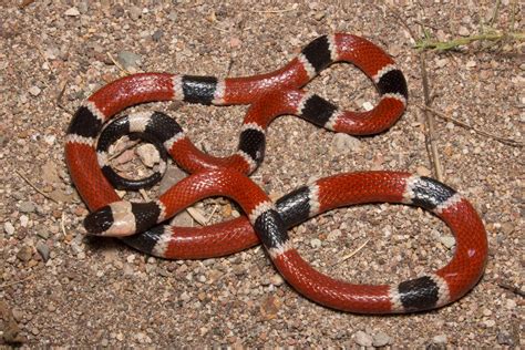 Coralillo De Occidente Gu A De Anfibios Y Reptiles De Lamos Sonora