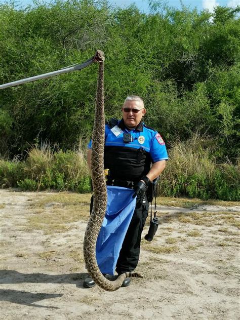 Largest Rattlesnake In The World