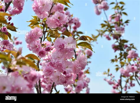 Japanese cherry blossoms Kyushu cherry blossoms Stock Photo - Alamy