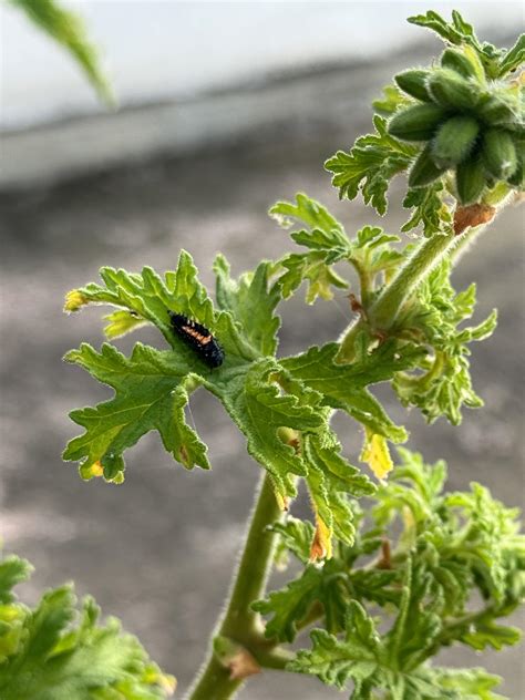 Help identifying this pest in my Citronella : r/whatsthisbug