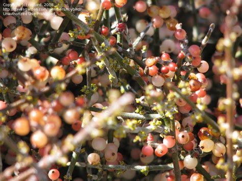 Plantfiles Pictures Phoradendron Species California Mesquite