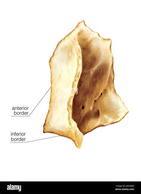 Illustration Of The Lacrimal Bone This Is A Medial Surface View